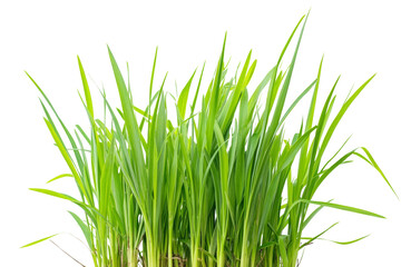 Fototapeta premium Fresh green grass blades with a vibrant appearance on a white isolate background, perfect for nature-themed designs or gardening projects.
