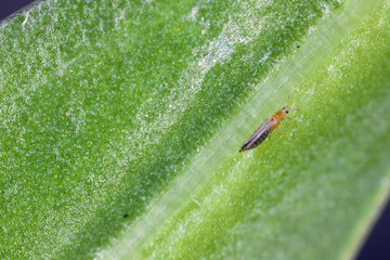 Western flower thrip (Frankliniella occidentalis) adult on green leaf. Danger pest of plants.