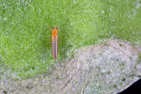 Western flower thrip (Frankliniella occidentalis) adult on damaged leaf.
