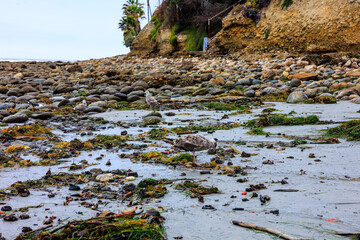 Birds foraging tidal sea basin in Tourmaline or Old Man's Surfing Park full of lobster tails, shell fish and other ocean gifts,
