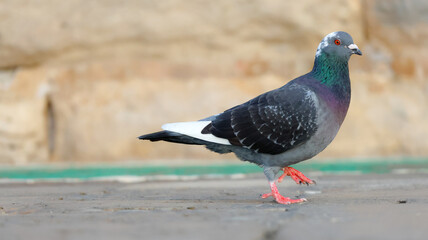 pigeon walking in the street