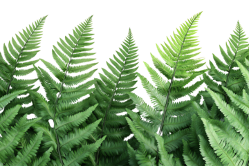 Lush green ferns arranged closely, showcasing intricate leaf patterns against a white isolated background.