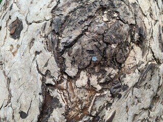 Light-colored tree bark. Large sheets. Natural texture