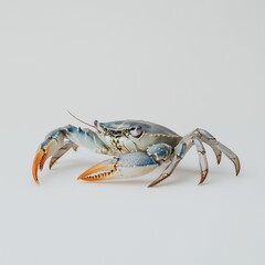 a sea crab isolated on white background