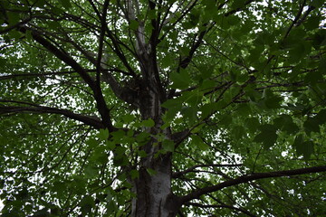 Fototapeta premium green leaves in the sun