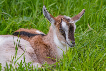 Little goat laying on the grass   Mała koza leżąca na trawie © Adrian White