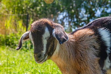 a small blind goat in a pasture on a sunny day   Mała niewidoma koza na pastwisku w słoneczny dzień © Adrian White