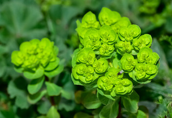 pictures of wild plants, medicinal flowers. photos of spurge flowers.