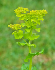 pictures of wild plants, medicinal flowers. photos of spurge flowers.