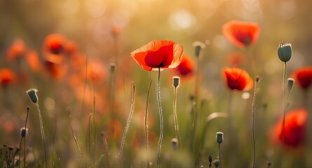 Fototapeta premium A serene field of vibrant red poppies glowing softly under warm golden sunlight, evoking peace and natural beauty. 