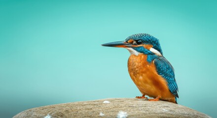 Vibrant kingfisher bird perched on rock with turquoise background