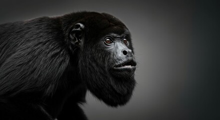 Intense gaze of a black howler monkey against a dark background