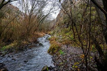 Obraz premium Bare trees and shrubs line the banks of a stream flowing through cheile turenilor gorge in cluj county, transylvania, romania, during the winter season