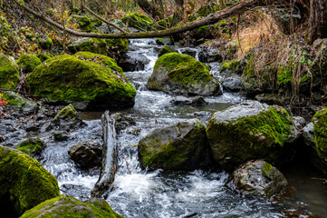 Obraz premium Crystal-clear water flowing among moss-covered rocks and fallen branches in turenilor gorge, cluj county, romania
