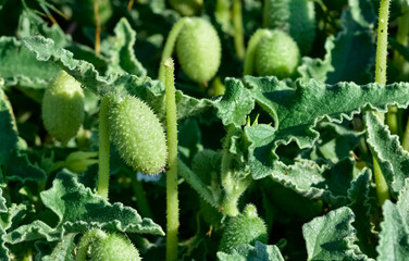 photos of wild plants and medicinal plants