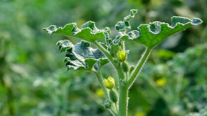 photos of wild plants and medicinal plants
