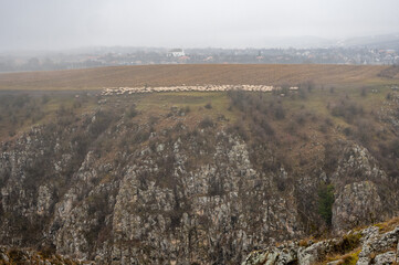 Shepherds herding flock of sheep on a hilltop near tureni's gorges in cluj county, transylvania, romania, on a foggy winter day