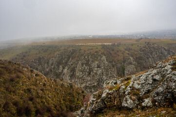 Flock of sheep grazing peacefully on a hillside near tureni gorges, cluj, romania, on a foggy day, creating a serene pastoral scene