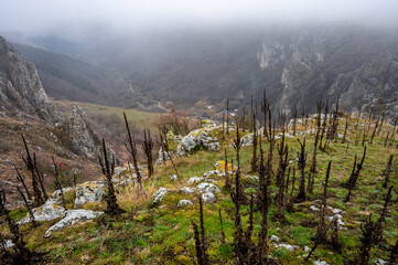 Misty winter day with fog in tureni gorges, a natural reserve in cluj county, transylvania, romania. (Cheile Turenilor-Tureni )