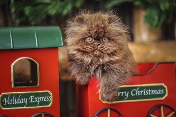Weihnachtszug mit braunem Britisch Langhaar Kitten