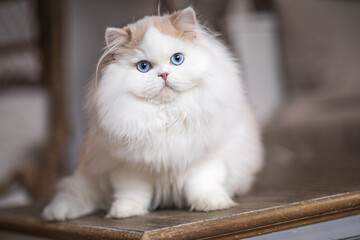 Imposante und edle Luxus Katzen Britisch Kurzhaar und Langhaar 