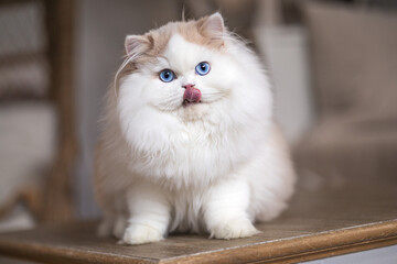 Imposante und edle Luxus Katzen Britisch Kurzhaar und Langhaar 