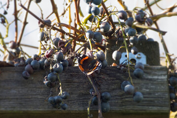 Red admiral butterfly (Vanessa Atalanta) perched on grapes in Zurich, Switzerland