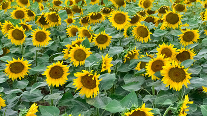 yellow flowers, agricultural products. photos of sunflowers.