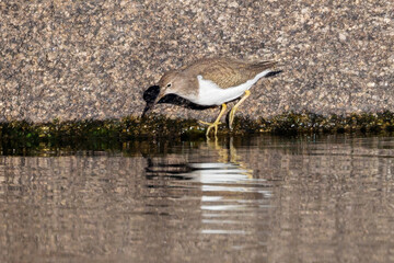 Common sandpiper (Actitis hypoleucos). Bird in its natural environment.