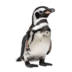 Obraz premium cute penguin standing upright with distinctive black and white feathers, showcasing its unique markings and playful demeanor. isolated on transparent background