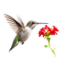 Fototapeta premium vibrant hummingbird hovering near bright red flower, showcasing nature beauty and grace. delicate wings and colorful plumage create stunning visual. isolated on transparent background