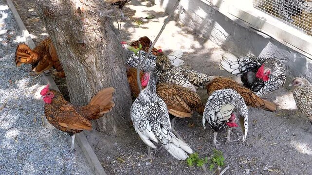 Mille Fleur booted bantams and Sebright chickens gather in the shade of a tree. Illustrates concepts of farm life, free-range poultry, or backyard chickens.