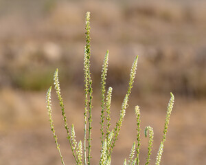 PLANTA SILVESTRE DE GUALDA (Reseda Luteola)