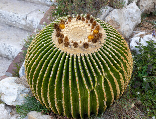 View with cactus. Detail view of the cardon cactus with green and torqouise colors. Peaceful...