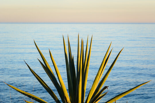 PLANTA DE AGAVE o PITERA (Agave Americana) JUNTO AL MAR