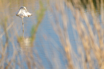 FLAMENCO COMÚN (Phoenicopterus Roseus) EN UNA LAGUNA