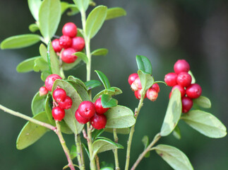  Lingonberries (Vaccinium vitis-idaea) are ripening on the bush
