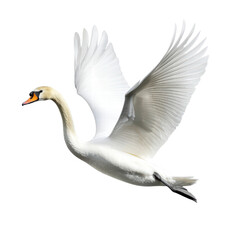 Fototapeta premium Majestic swan in flight with outstretched wings, showcasing elegance and beauty. white feathers contrast against dark background, creating stunning visual. isolated on transparent background