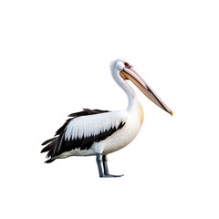 Obraz premium majestic pelican standing gracefully with its long beak and striking feathers, showcasing its natural beauty and elegance in serene pose. isolated on transparent background