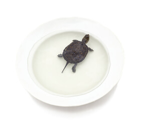 Turtle swimming in water.
