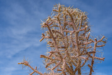 Cylindropuntia ramosissima is a species of cactus,diamond cholla and branched pencil cholla. White...