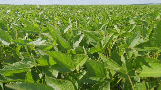 Soy Field. Soybean Plants During Growing Phase. Green Ripening Soybean Field. Agricultural Landscape. Soybean Crop.