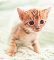 Naklejka premium A small, fluffy kitten with striking markings wanders playfully across a soft, textured blanket. Its wide eyes reflect curiosity and innocence, showcasing the charm of a young pet.