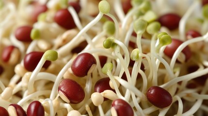 Sprouted beans display lively green shoots bursting forth exemplifying the remarkable growth process found in natures cycle