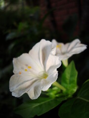 Obraz premium Flores / Flowers