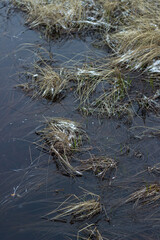 Cold water in a swamp with snow. Sestroretsk.