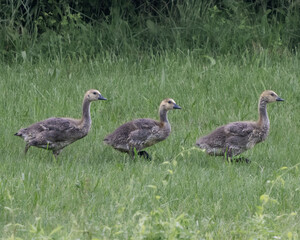 Fototapeta premium Canada Goose Goslings