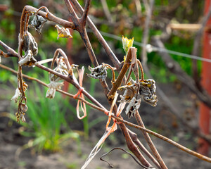 Grape vine damaged by spring frosts