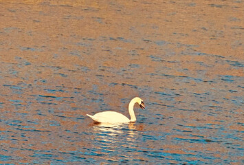 Autumn Swan