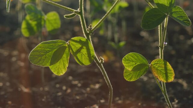 Agricultural Soy Plantation Background. Blooming Soybeans In Field In Spring. Green Soybean Field At Agricultural Farm.
